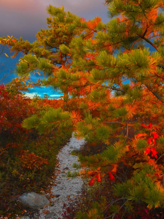 A pine tree on a cleared trail glows orange.