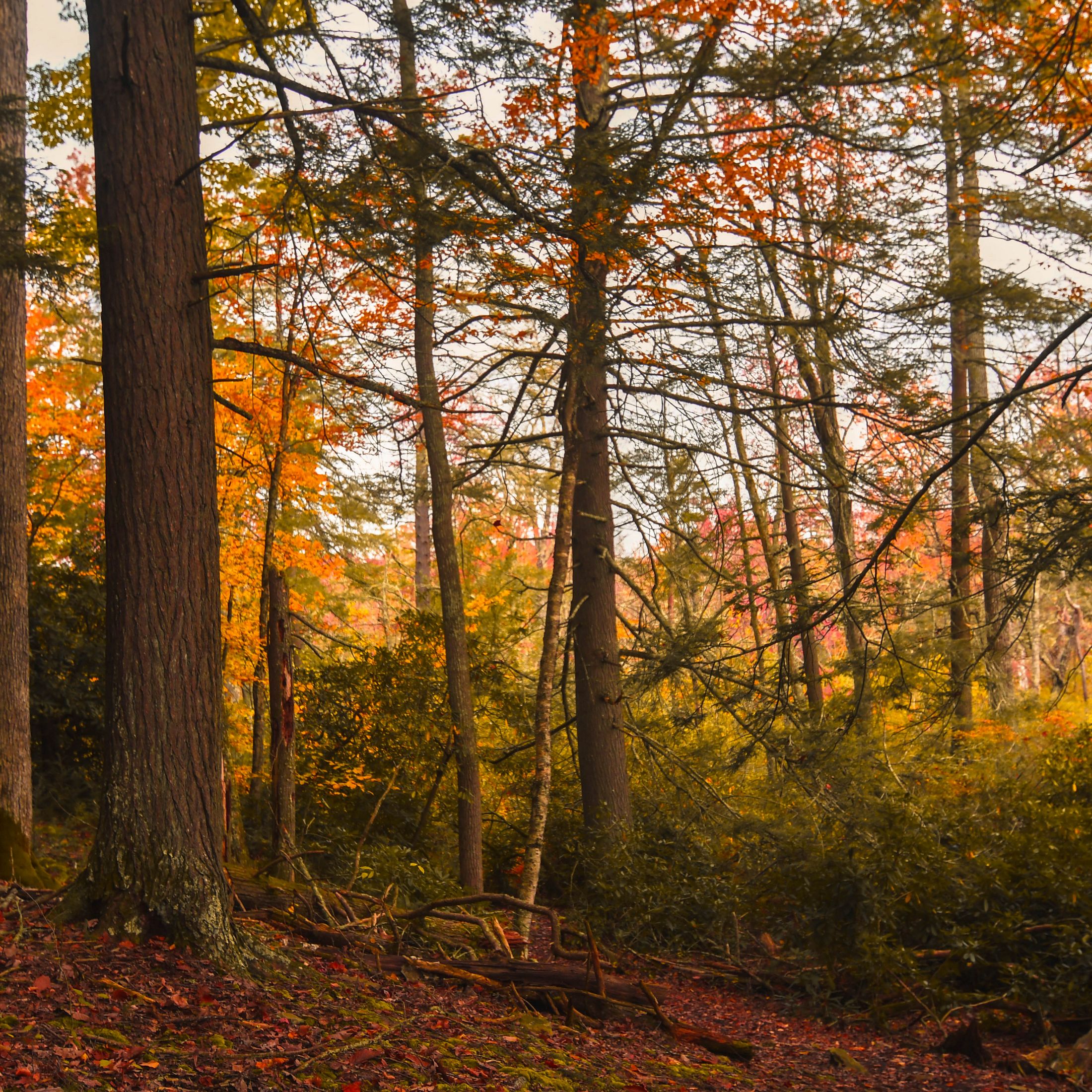 A view of a forest with bright red, orange, and yellow fall-colored leaves. 