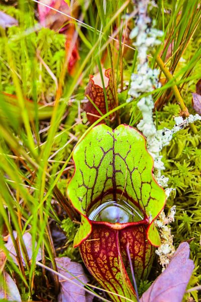 A pitcher plant holds a small pool of water.