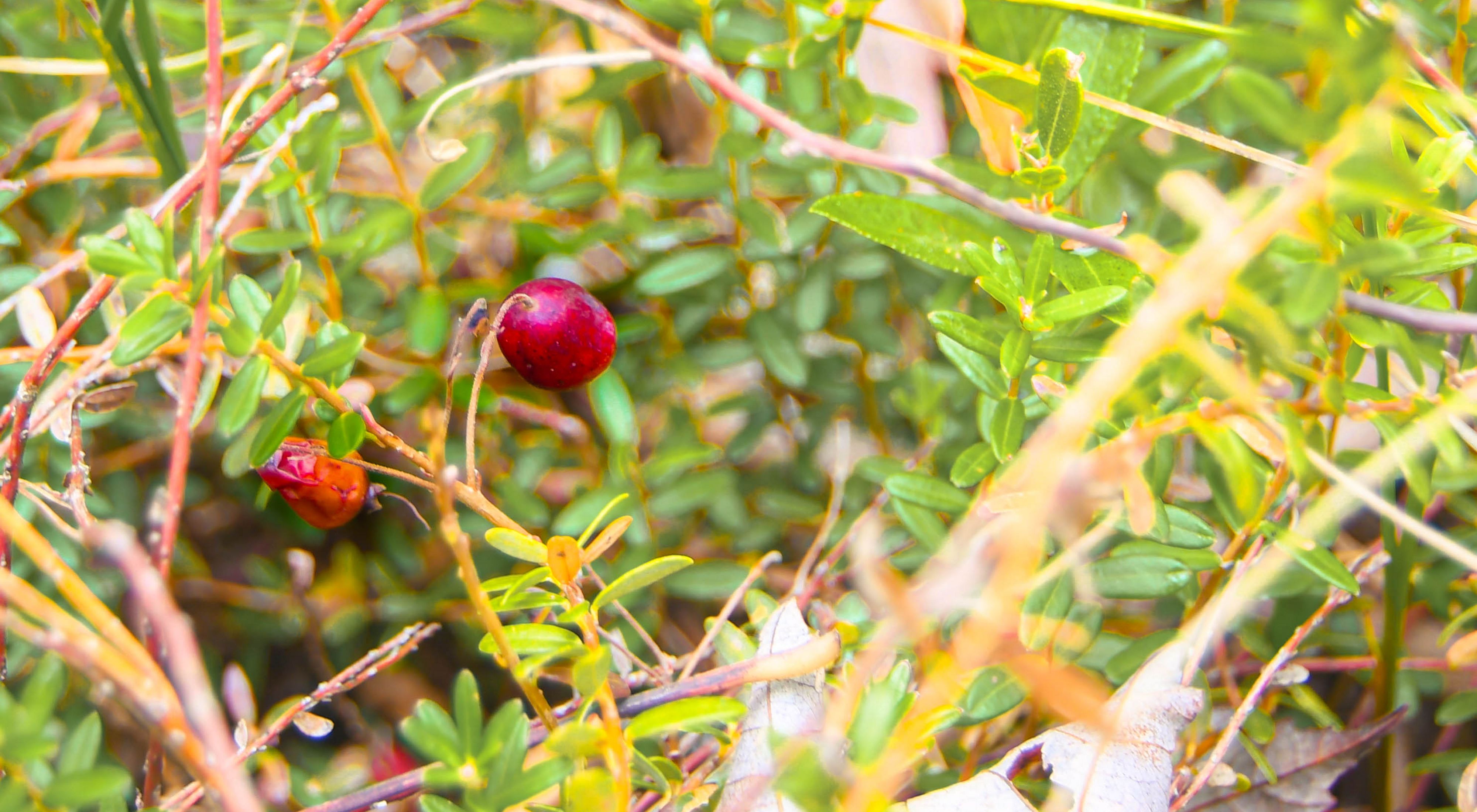 Two red cranberries grow on a green vine surrounded by green and yellow leaves.