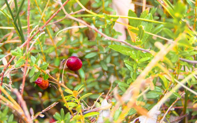 Two red berries grow on a bush.