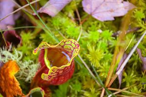 A yellow and red Pitcher Plant filled with water sits on green grass.