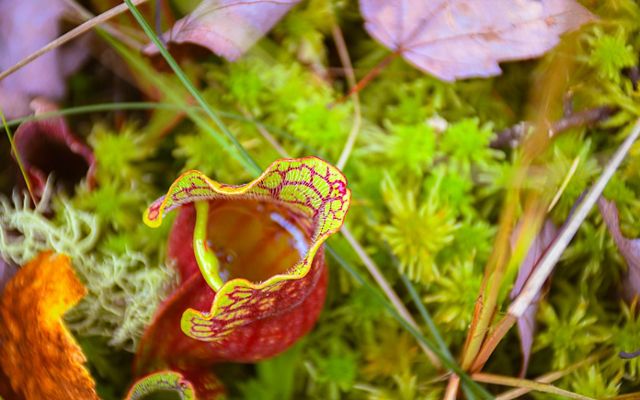 An extreme closeup of a red and green pitcher plant.