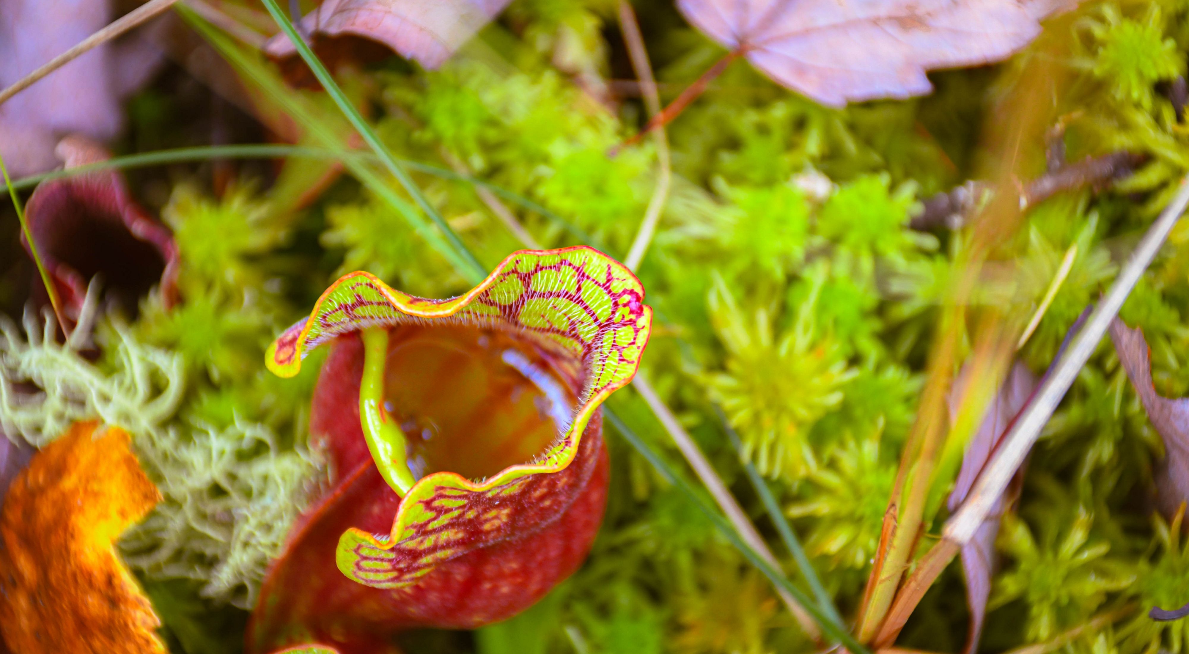 A small pitcher plant filled with water sits on top of green moss.