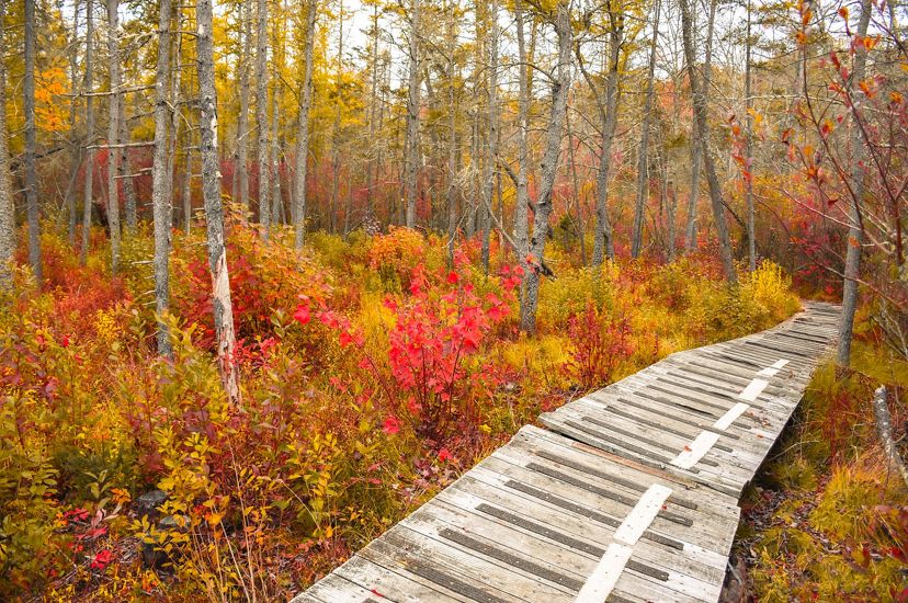 A wooden boardwalk runs through a section of forest dense fall colored shrubs.