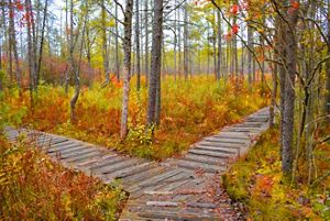 A wooden boardwalk splits into two through a wooded area.