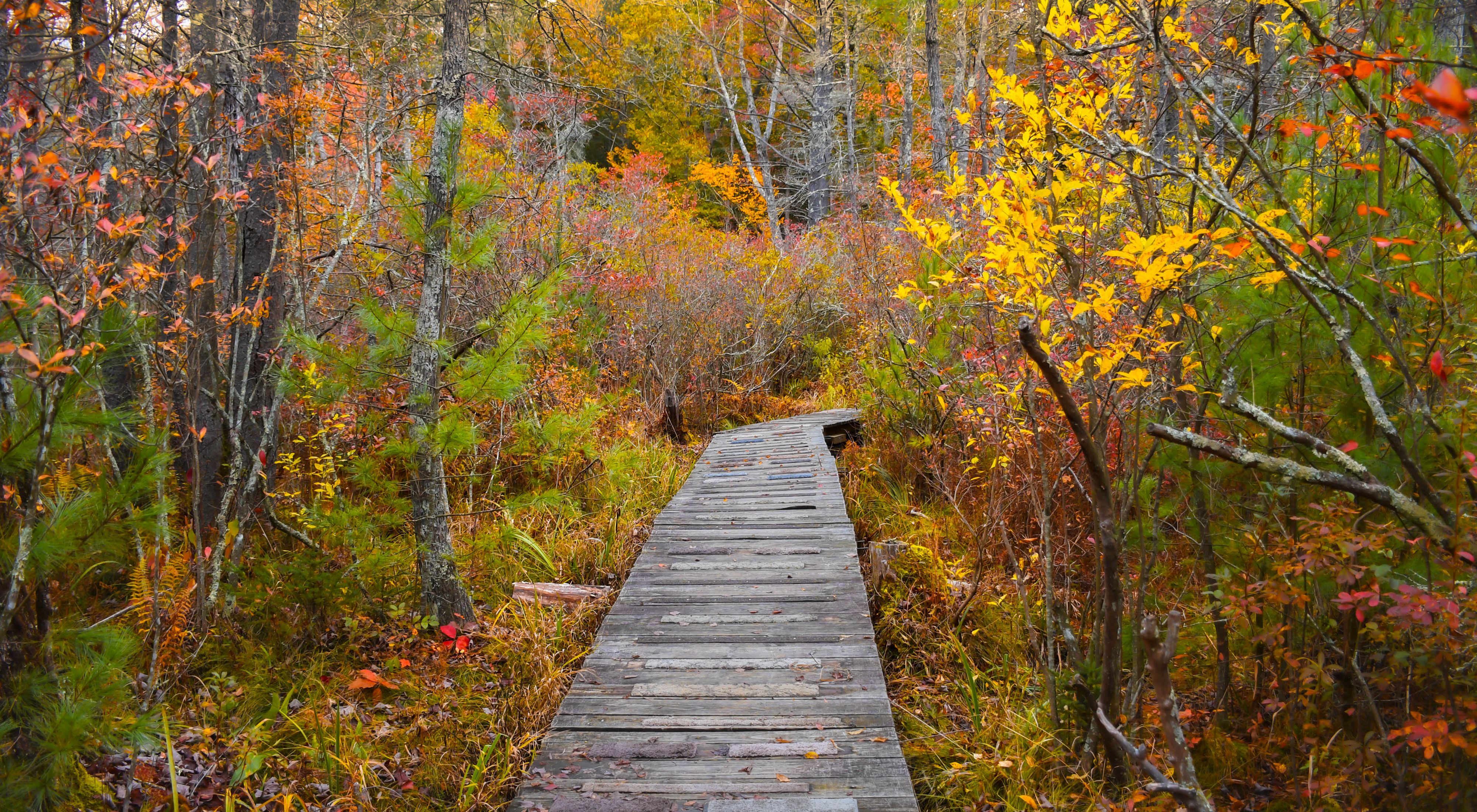 A wooden boardwalk runs through a lush forest with yellow and orange leaves.