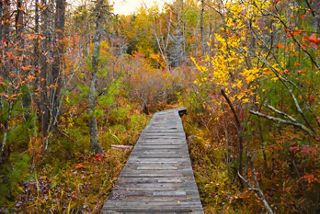 Tannersville Cranberry Bog Preserve | TNC in Pennsylvania