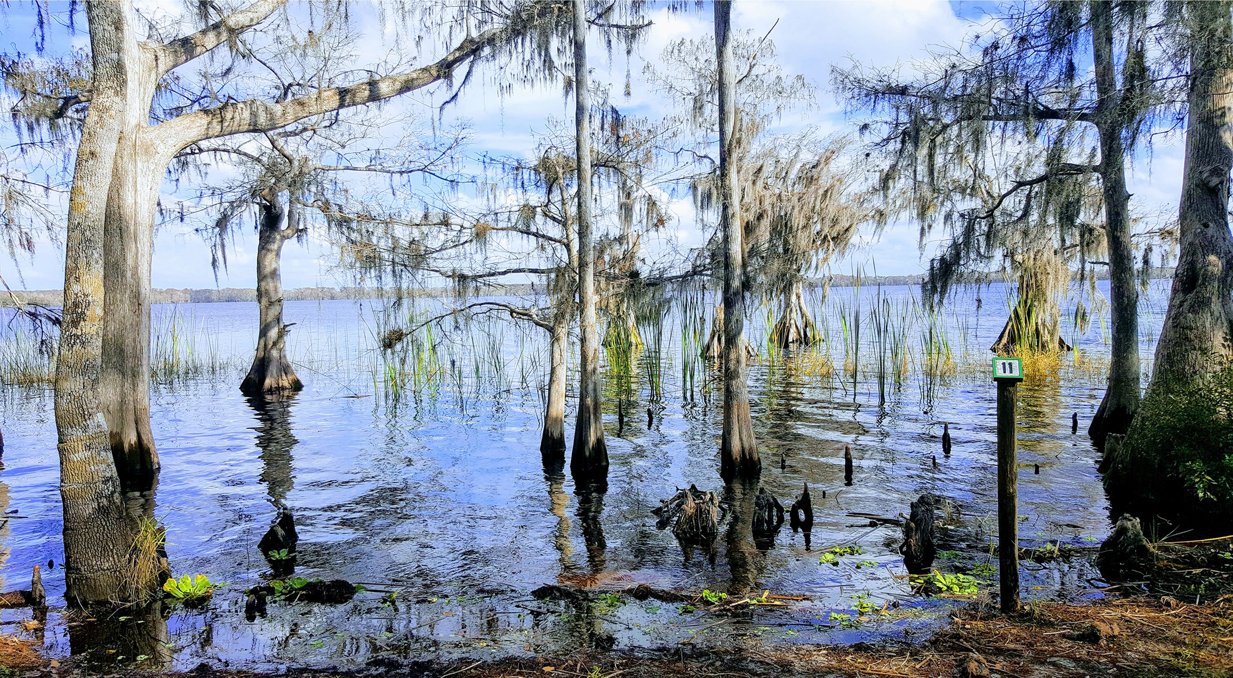 Cypress trees standing near the shoreline of Lake Russell against a cloudy blue sky. 