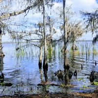 Cypress trees standing near the shoreline of Lake Russell against a cloudy blue sky at Disney Wilderness Preserve. .