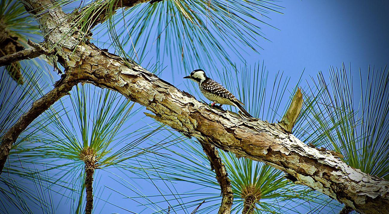 Red-cockaded woodpecker perched on a tree limb at Disney Wilderness Preserve.
