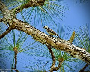 Red-cockaded woodpecker perched on a longleaf pine tree limb at Disney Wilderness Preserve.
