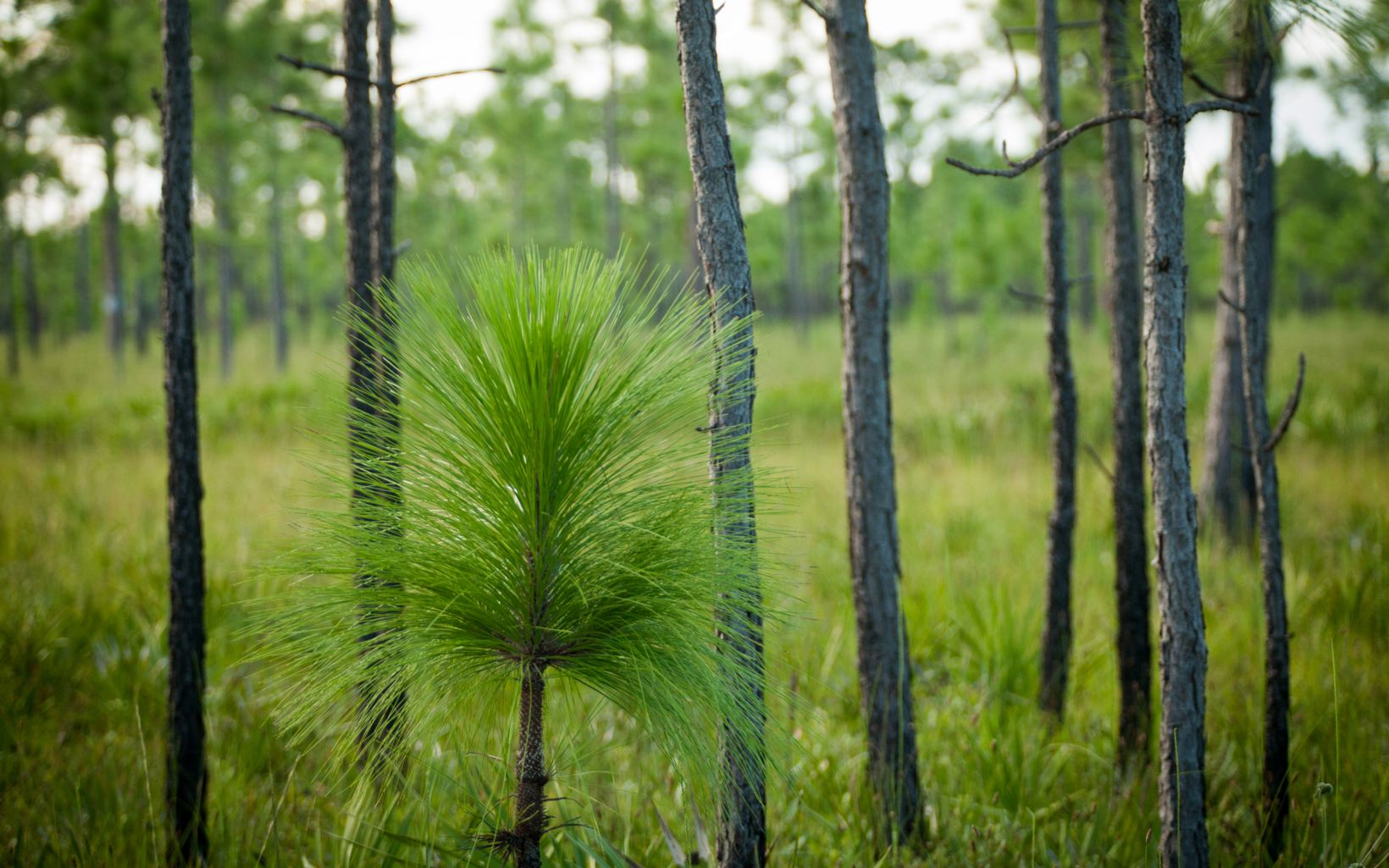 Longleaf pine seedling against mature trees at Disney Wilderness Preserve.