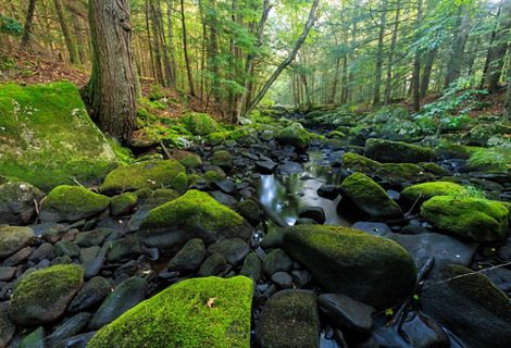 A river runs over mossy rocks through a lush green forest.