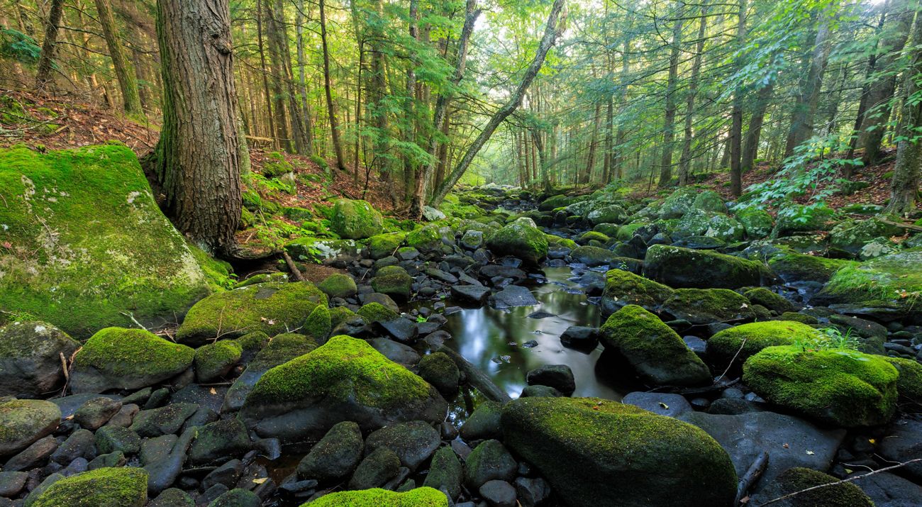 Close up of a river running through the forest.
