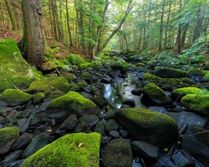 The Dead Branch River runs through a lush green forest, over rounded rocks.