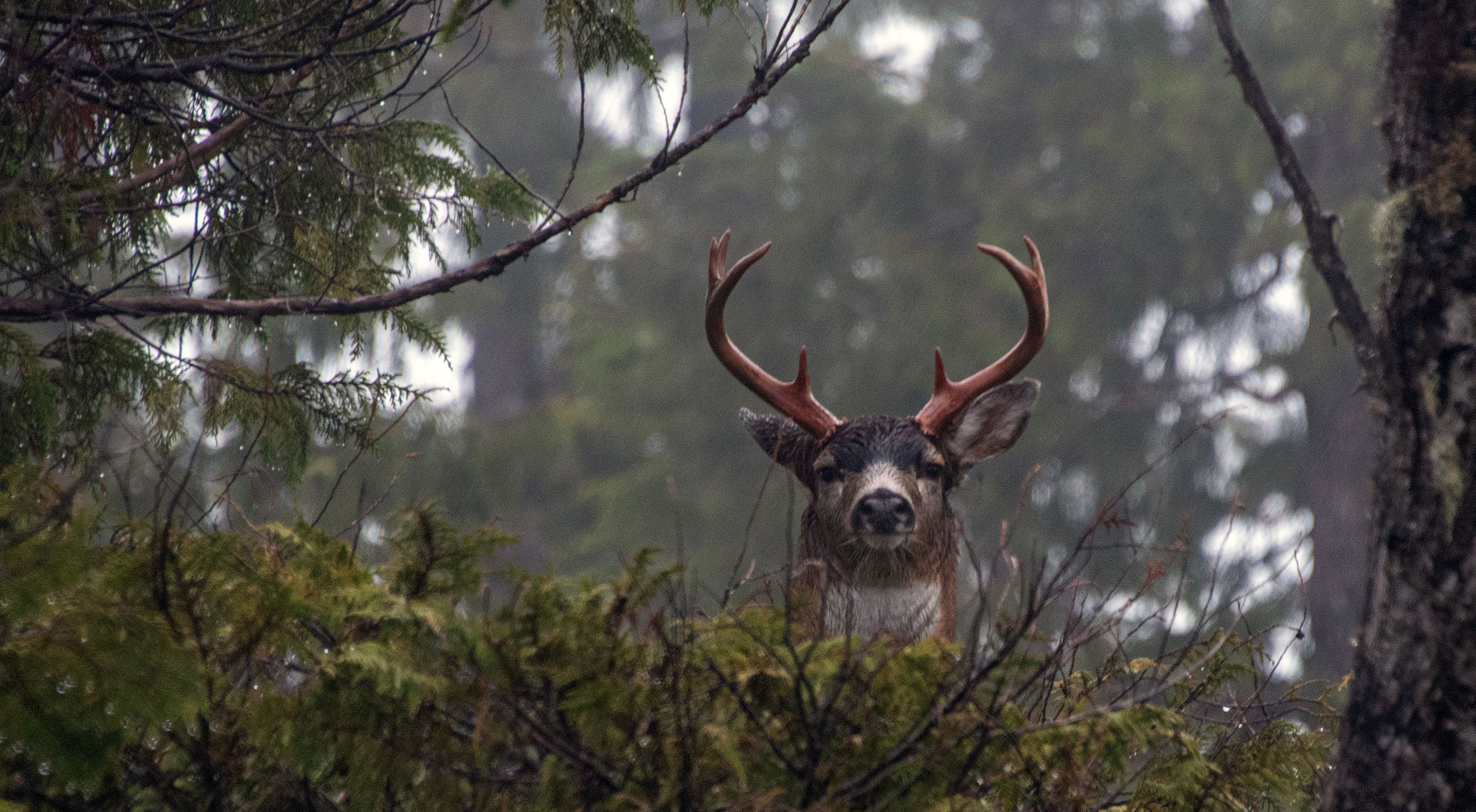 A male Sitka black-tailed deer pops his head up above dense foliage in the forest and looks at the camera.