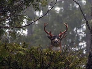 A male Sitka black-tailed deer pops his head up above dense foliage in the forest and looks at the camera.