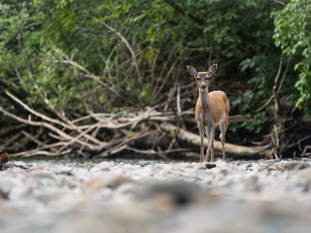 A lone Sitka black-tailed deer stands in a rocky riverbed in a forest.