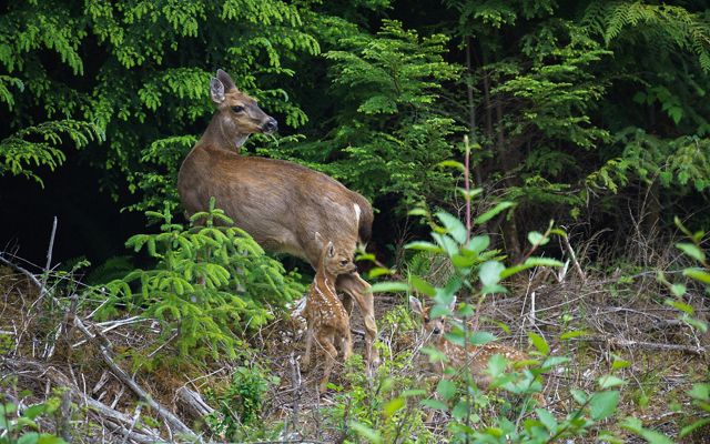 A mother Sitka black-tailed deer stands in a forest with her fawn at her heel.