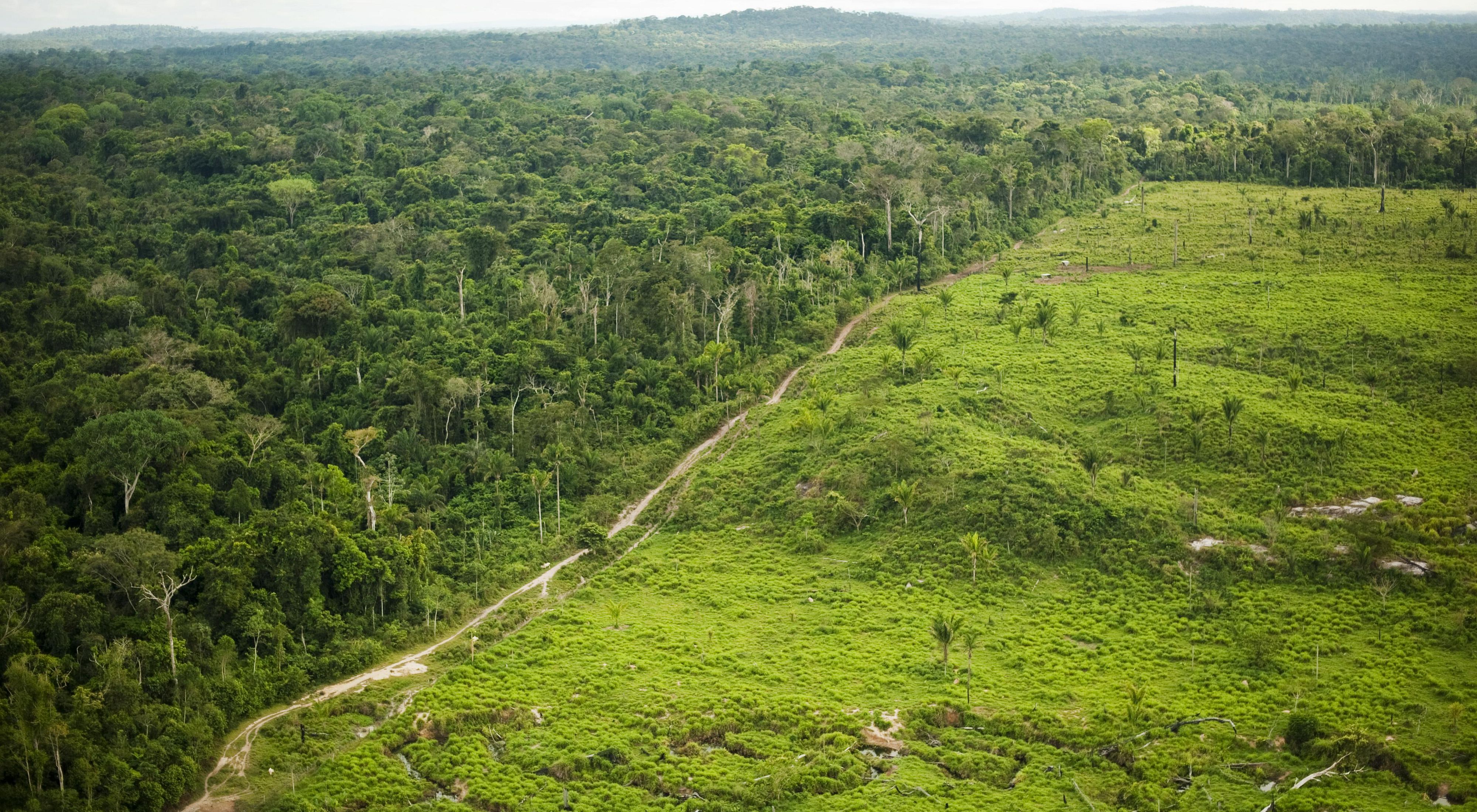 Aerial photo of deforestation in the Amazon of Brazil, showing one half of the photo with lush trees and the other side recently denuded to make way for agriculture.