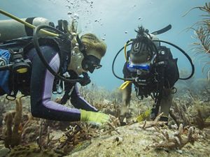 Underwater view of two people scuba diving and planting coral.