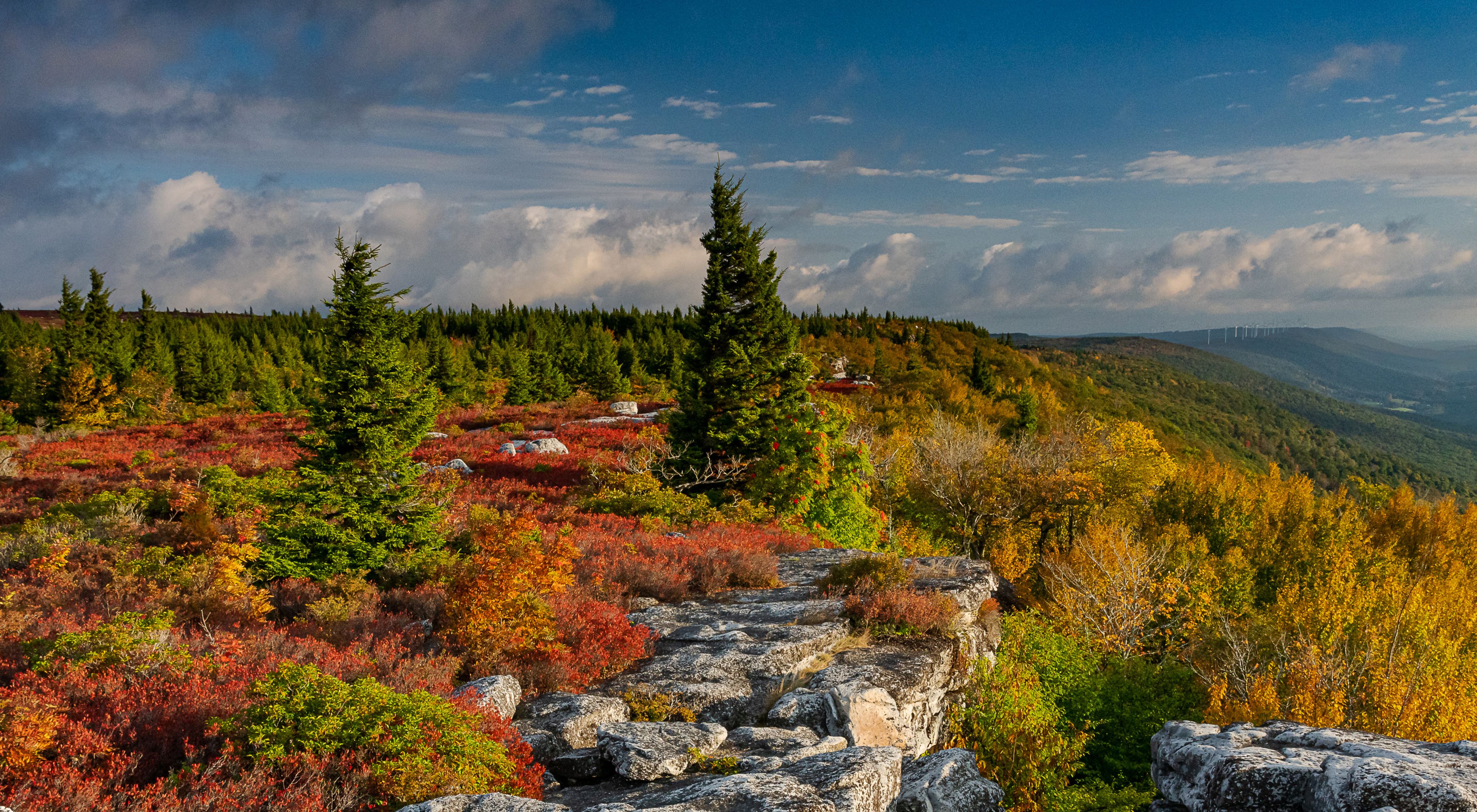 Colorful overlook of a forested landscape with rocky cliffs.