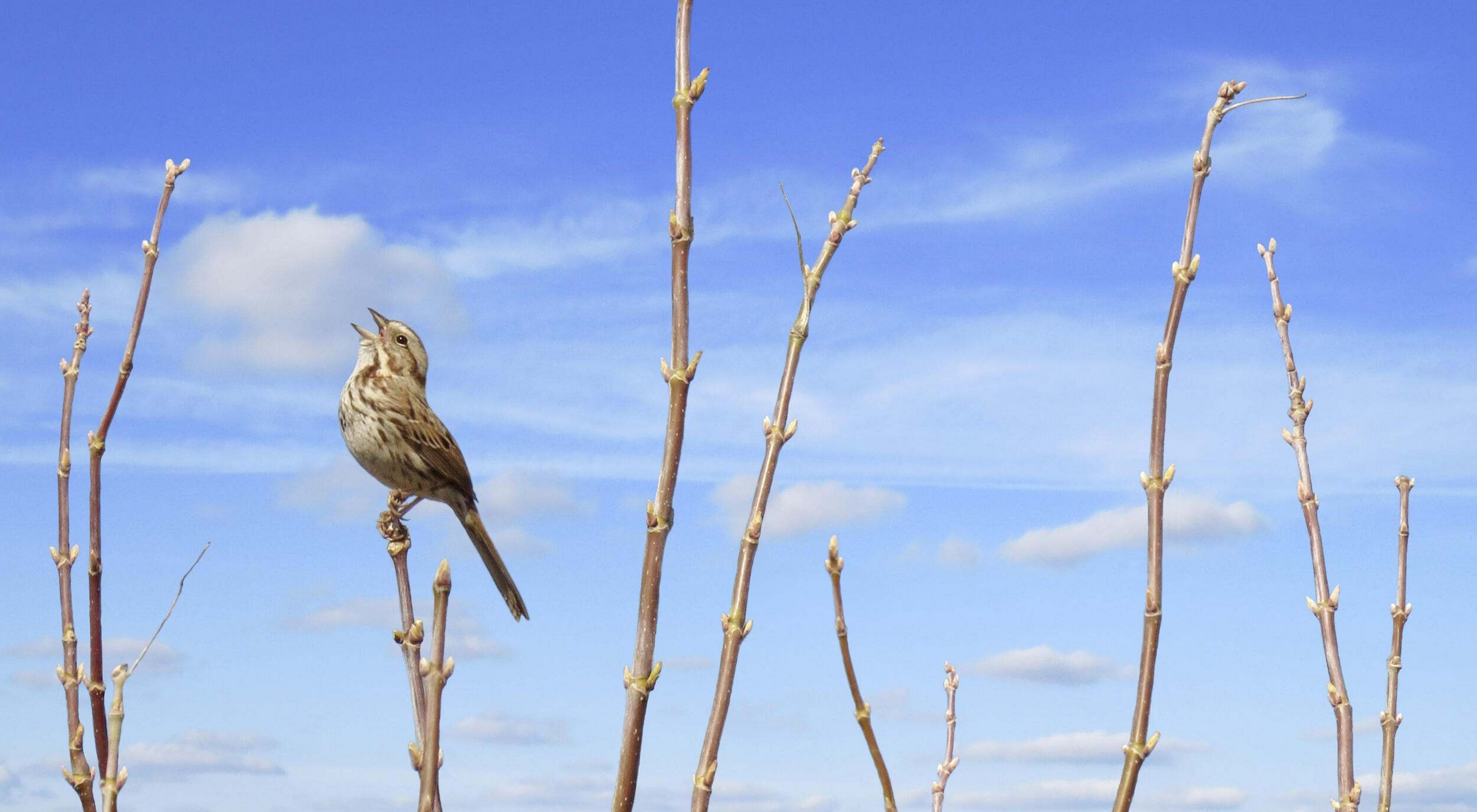 a song sparrow perched atop a barren tree.