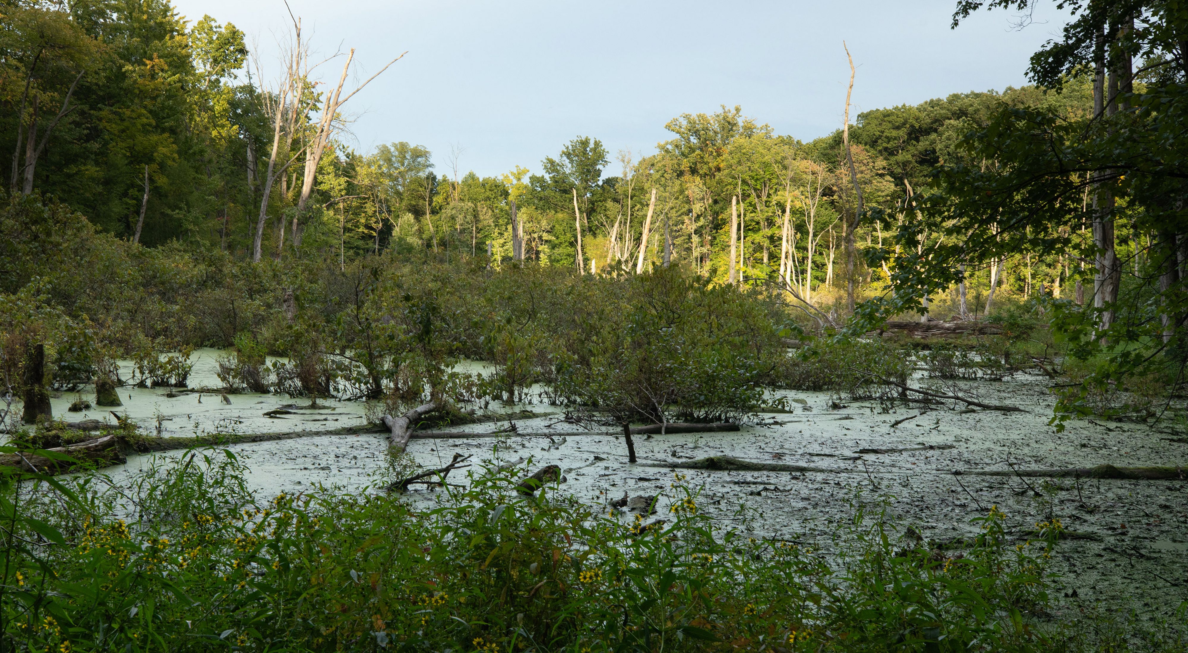 Wetland surrounded by the forest of Douglas Woods Nature Preserve.