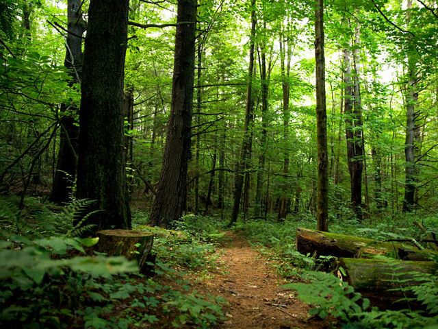 Clearing in a shadowy green forest, with a tree stump on either side and tall old trees.