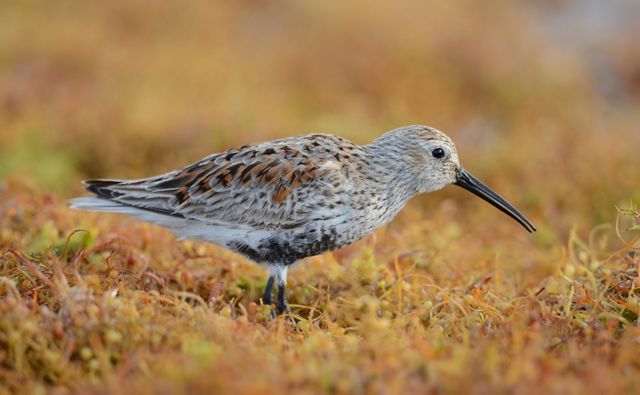 Great Lakes Birds | The Nature Conservancy