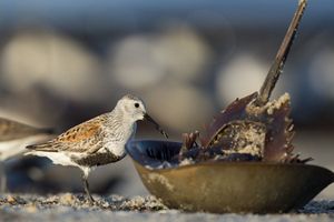A dunlin stands next to an overturned horseshoe crab on the beach.