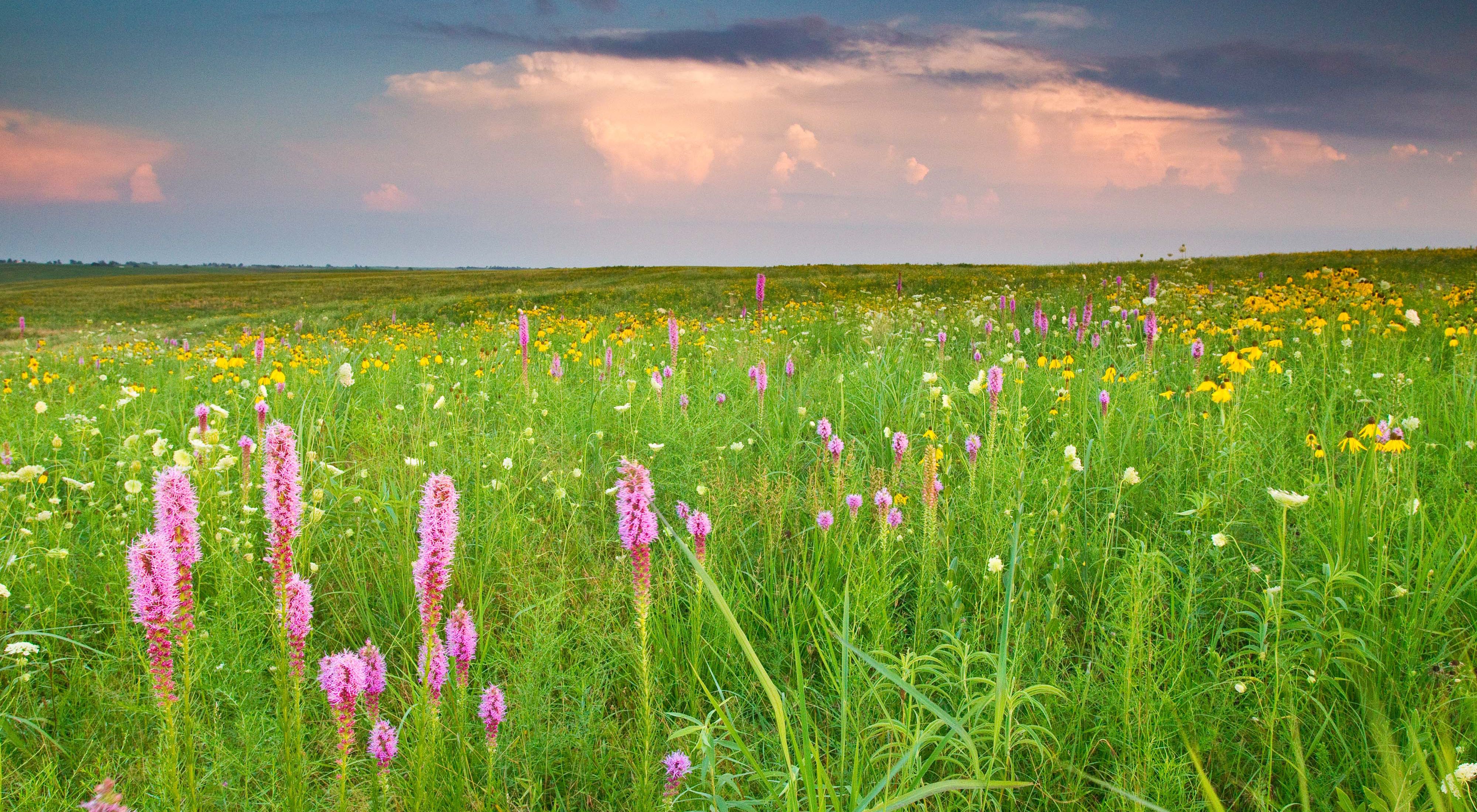 A field of purple, yellow and white wildflowers stretches to the horizon.