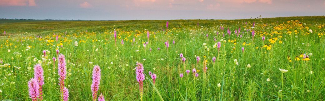 Landscape view of a field of wildflowers that stretches to the horizon.