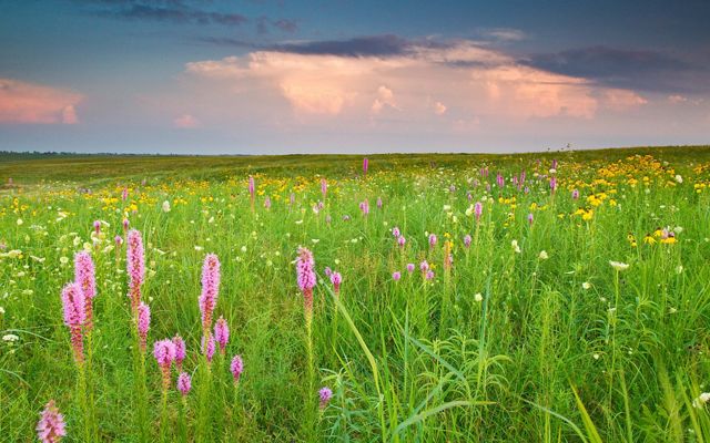 A colorful prairie field filled with pink and yellow flowers.