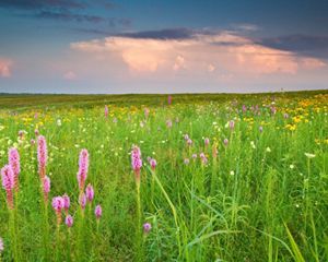 A field of purple, yellow and white wildflowers stretches to the horizon.