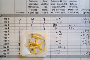 A data sheet and larvae of emerald ash borer that have been pulled from ash saplings bred for resistance to the invasive insects. Some saplings actually kill the larvae.