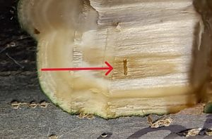 This is a cutting from an ash tree bred for resistance to emerald ash borer. The arrow points to a place in the tissue where the tree has killed the emerald ash borer larvae - a sign of success.