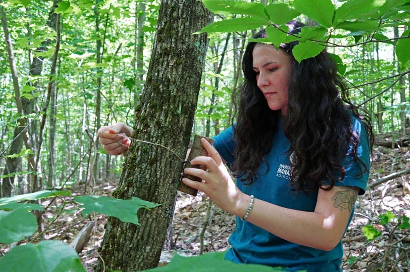 A woman secures a piece of ash with small parasitoid wasps to an ash tree as a bio-control against emerald ash borer.