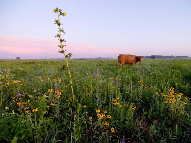 A cow in a pasture of grasses and wildflowers.
