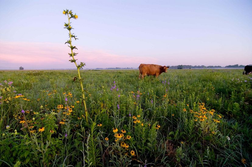 A cow in a pasture of grasses and wildflowers.