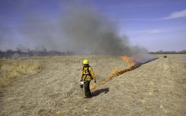 Firefighter setting a prescribed burn in field. 