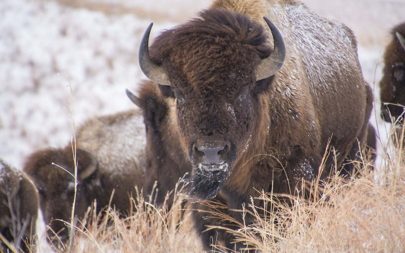 
                
                  Bison in winter Tribes build infrastructure to restore buffalo on their lands, preserving genetics and thousands of years of knowledge about the bond between buffalo and Native Nations.
                  © Chris Helzer/TNC
                
              