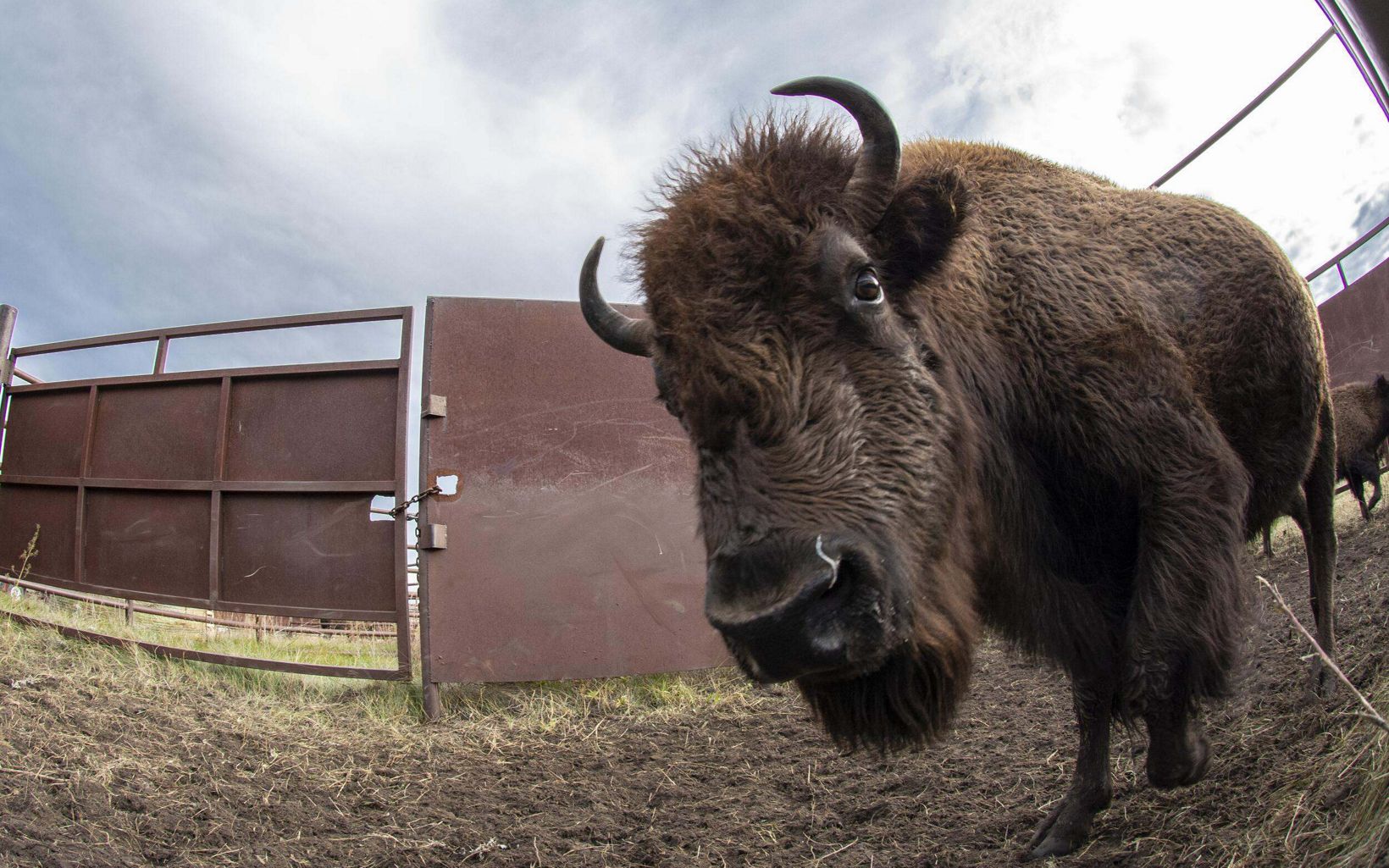 
                
                  Bison are smart and curious Their restoration on Tribal lands helps repair relationships once severed by European settlement, the ensuing violence against Native people and conversion of natural areas.
                  © Chris Helzer/TNC
                
              