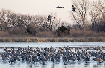 Sandhill cranes gather in shallow water. Three cranes take flight in the air above.