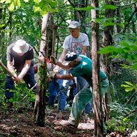 Volunteers use hand tools to build a trail in forest.