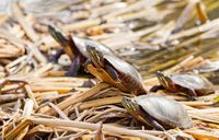 South Cape May Meadows | The Nature Conservancy in New Jersey