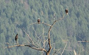 A group of bald eagles perch on a dead tree with a forest in the distance.