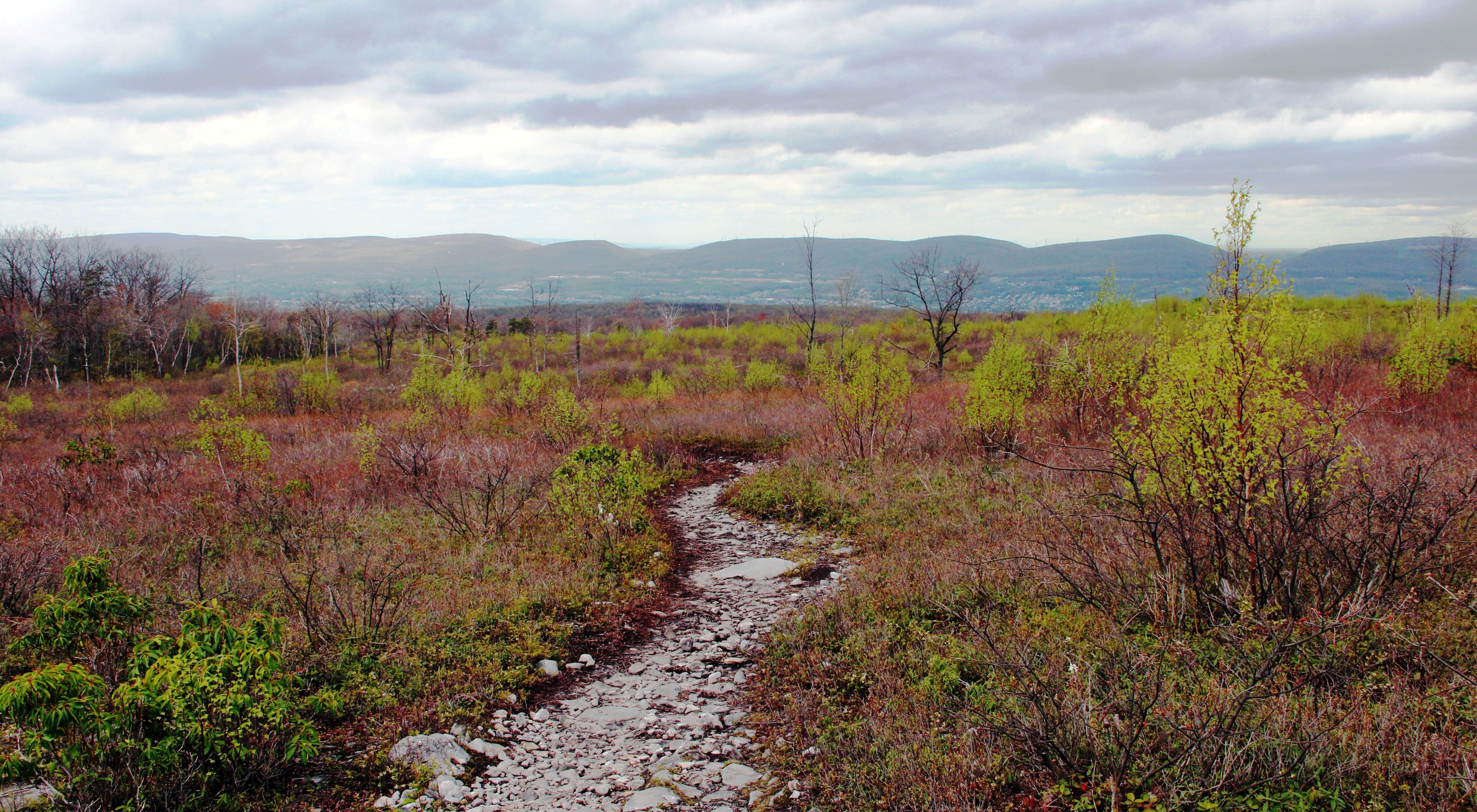 A winding cleared trail runs through the middle of a blossoming natural area into the horizon.