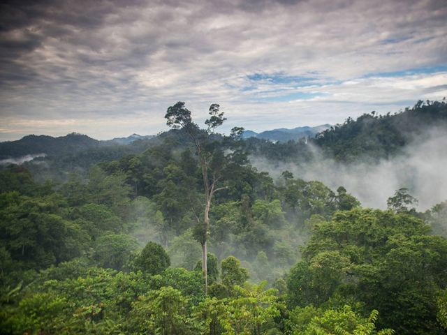 Water vapor and mist rise from tropical rainforest in Indonesia.